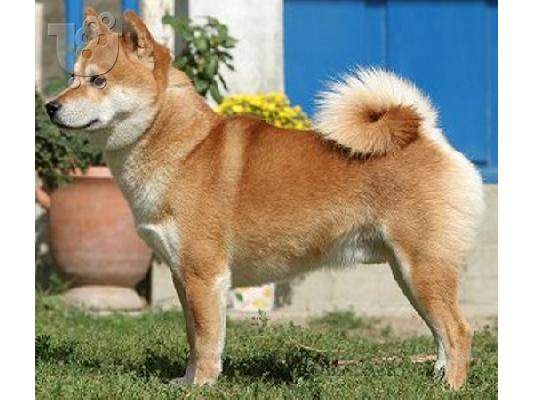 SHIBA Inu καθαρόαιμα επιλογής